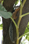 Variegated Squirrel    Sciurus variegatoides