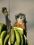 Variegated Squirrel    Sciurus variegatoides