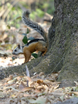 Variegated Squirrel    