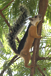 Variegated Squirrel    Sciurus variegatoides