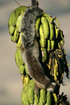 Variegated Squirrel    Sciurus variegatoides