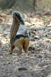 Variegated Squirrel    