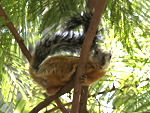 Variegated Squirrel    Sciurus variegatoides