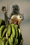 Variegated Squirrel    Sciurus variegatoides