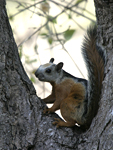 Variegated Squirrel    Sciurus variegatoides