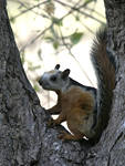 Variegated Squirrel    