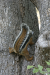 Variegated Squirrel    Sciurus variegatoides