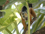 Variegated Squirrel    Sciurus variegatoides