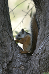 Variegated Squirrel    Sciurus variegatoides