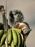 Variegated Squirrel    Sciurus variegatoides