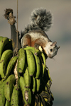 Variegated Squirrel    Sciurus variegatoides