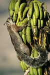 Variegated Squirrel    Sciurus variegatoides