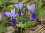 Sweet Violet    Viola odorata