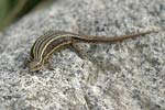 Viviparous Lizard   