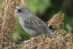 Volcano Junco    