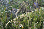 Volcano Junco    