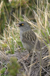 Volcano Junco    Junco vulcani