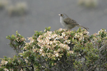 Volcano Junco    