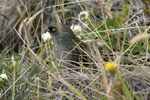      Junco vulcani