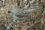 Volcano Junco    