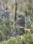 Volcano Junco    