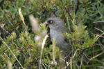 Volcano Junco    