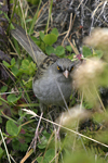 Volcano Junco    