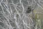 Volcano Junco    