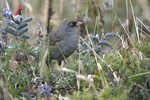      Junco vulcani