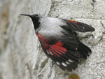 Wallcreeper    Tichodroma muraria