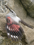 Wallcreeper    Tichodroma muraria