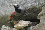 Wallcreeper    Tichodroma muraria