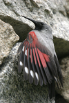 Wallcreeper    Tichodroma muraria