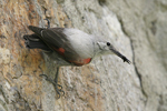 Wallcreeper    Tichodroma muraria