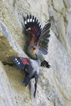 Wallcreeper    Tichodroma muraria