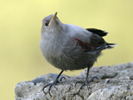 Wallcreeper    Tichodroma muraria