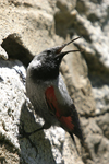 Wallcreeper    Tichodroma muraria