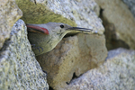 Wallcreeper    Tichodroma muraria