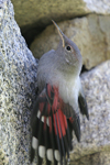 Wallcreeper    Tichodroma muraria