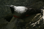 Wallcreeper    Tichodroma muraria