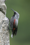 Wallcreeper    Tichodroma muraria