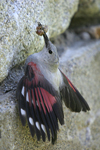 Wallcreeper    Tichodroma muraria