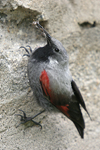 Wallcreeper    Tichodroma muraria