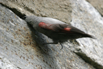 Wallcreeper    Tichodroma muraria