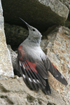 Wallcreeper    Tichodroma muraria