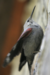 Wallcreeper    Tichodroma muraria