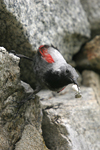 Wallcreeper    Tichodroma muraria