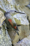 Wallcreeper    Tichodroma muraria