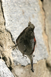 Wallcreeper    Tichodroma muraria