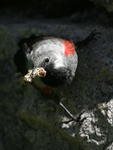 Wallcreeper    Tichodroma muraria